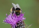 Bee On Knapweed